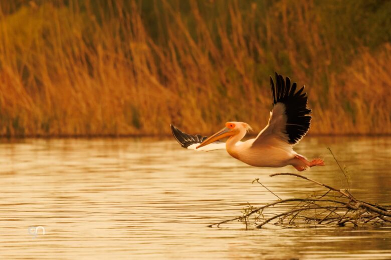 danube delta unesco heritage