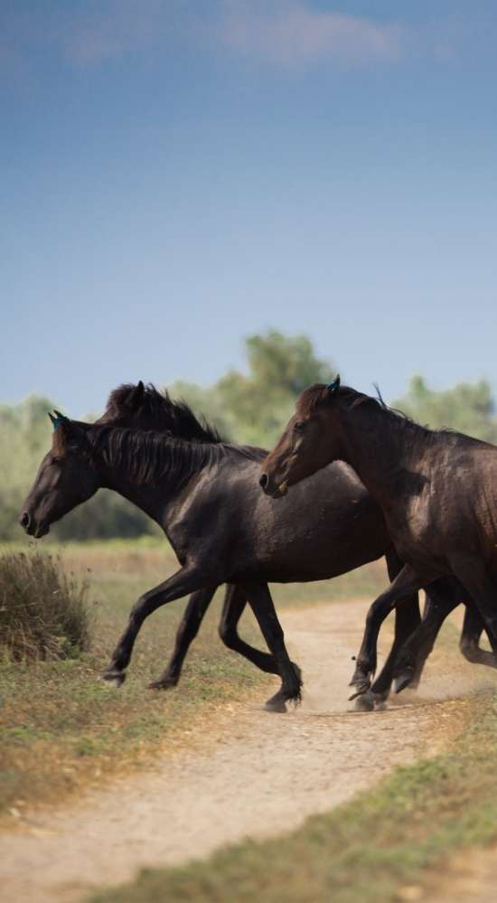 wild horses letea forest