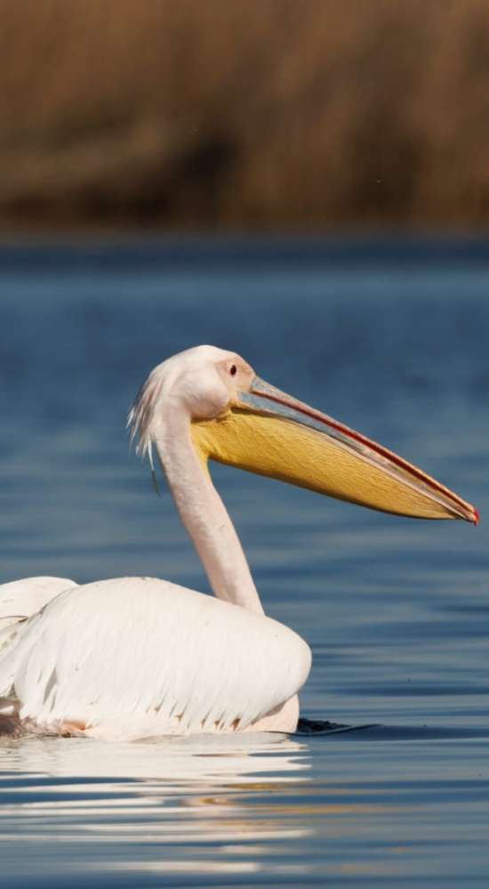 stațiunea wildlife lebada