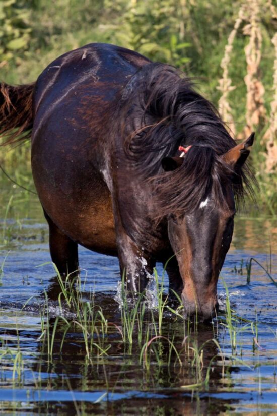 danube delta excursions