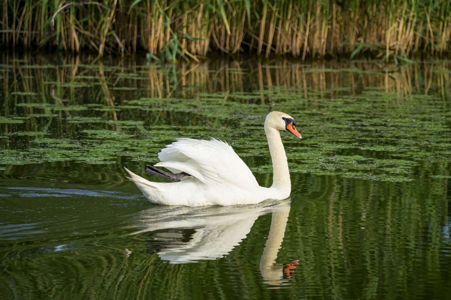 graceful swan naming lebada