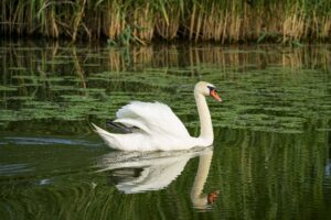 graceful swan naming lebada