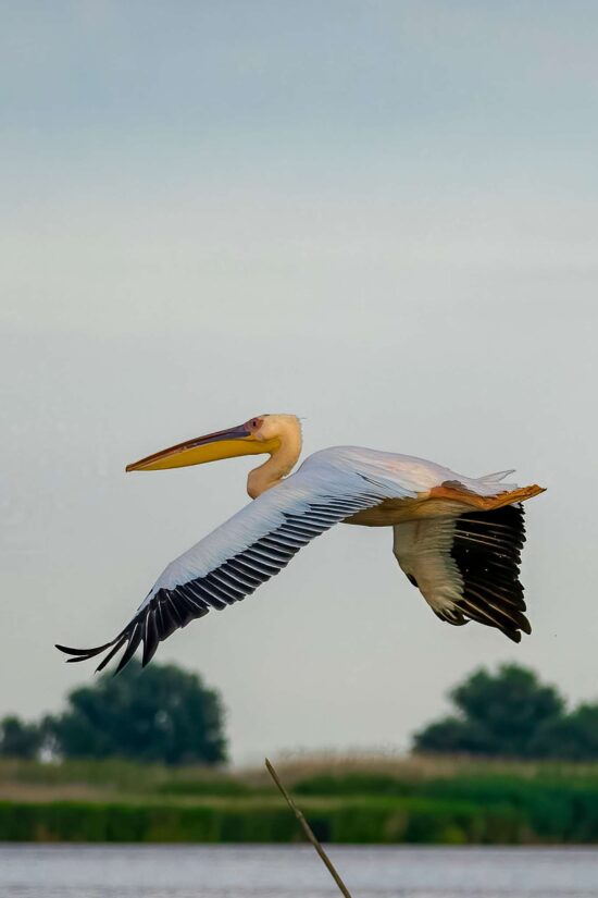 pelican bird watching