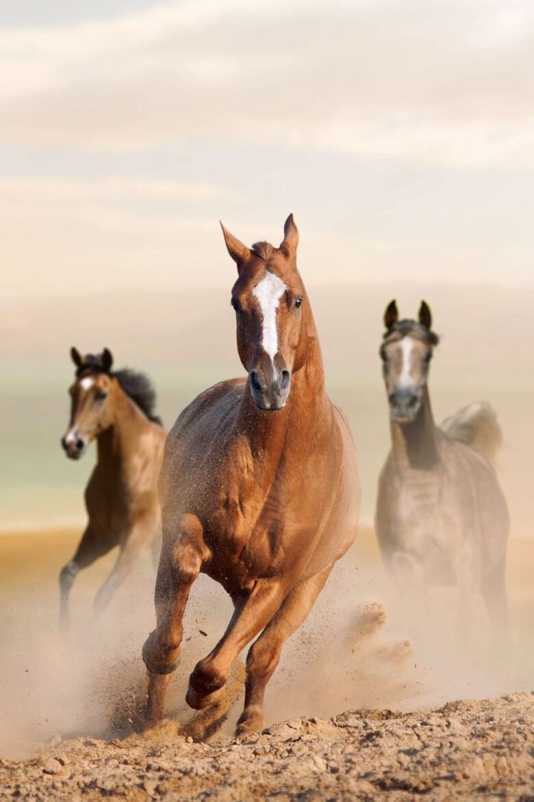 wild horses letea forest