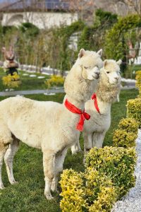 alpacas danube delta