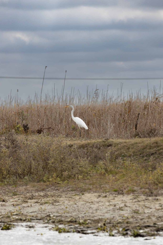 autumn season danube delta