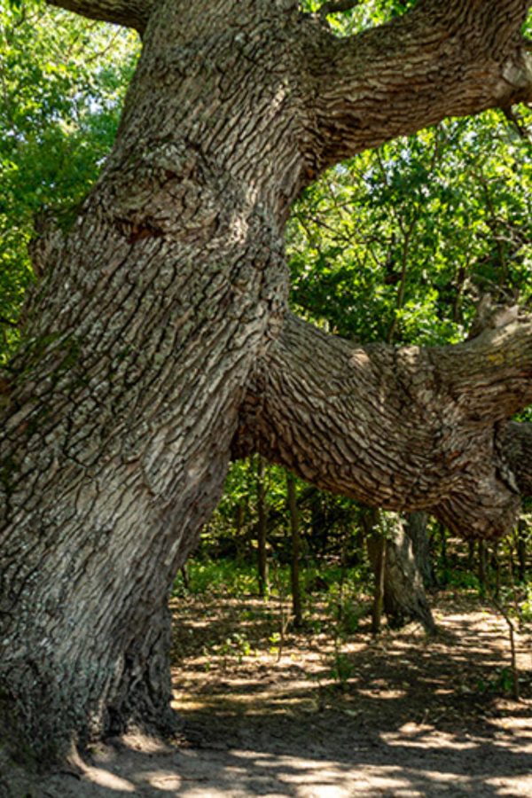 pădure caraorman