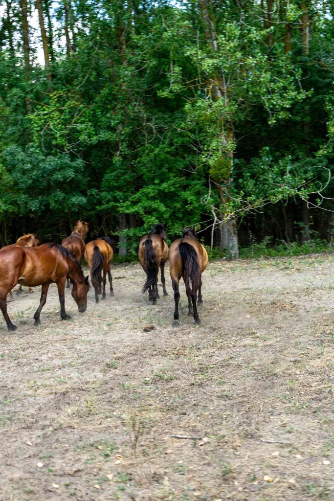 caraorman forest horses