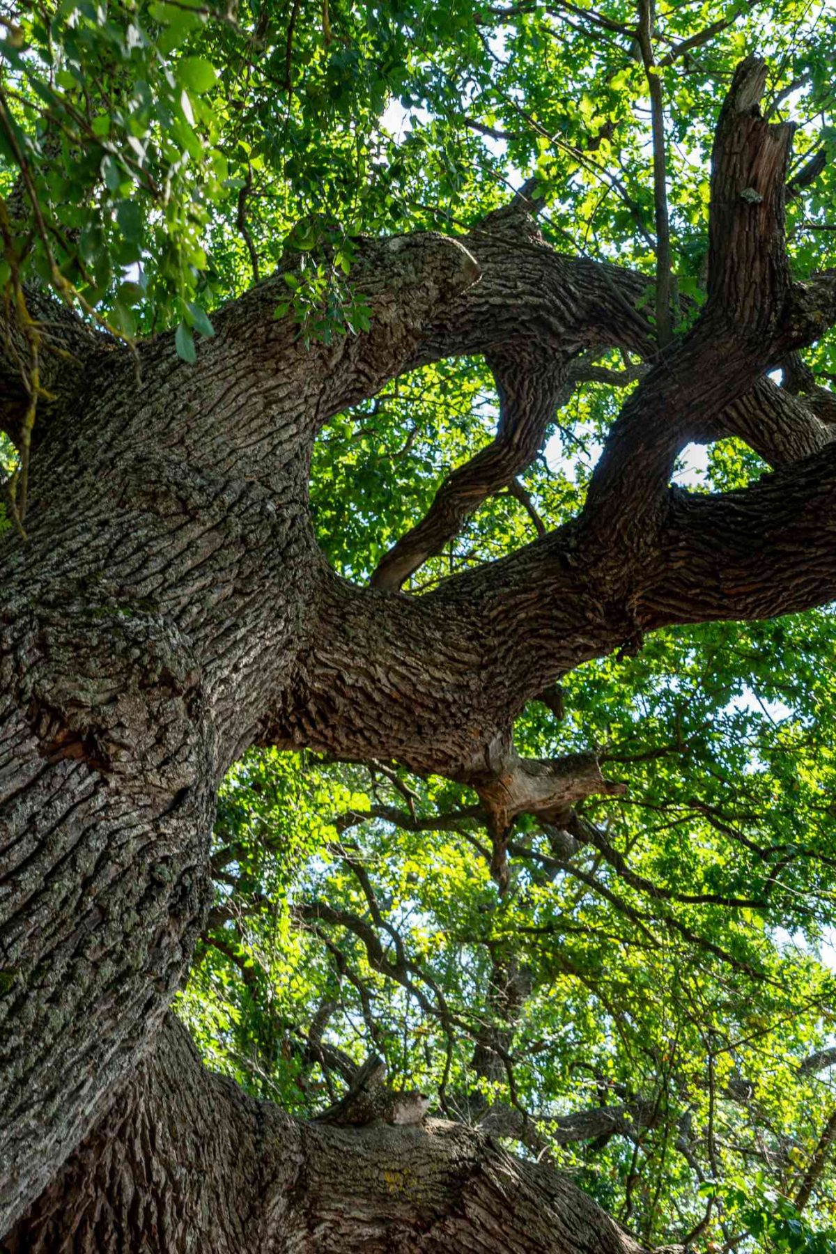 caraorman village forest