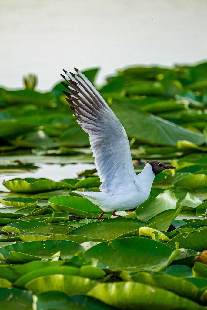 danube delta birds