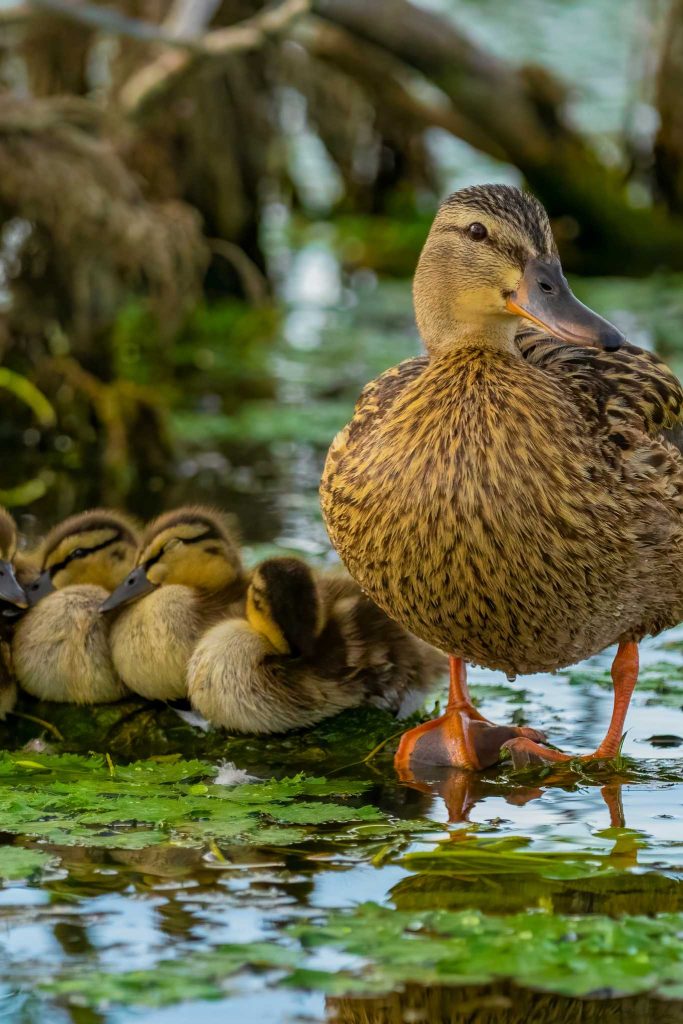 danube delta cute ducks