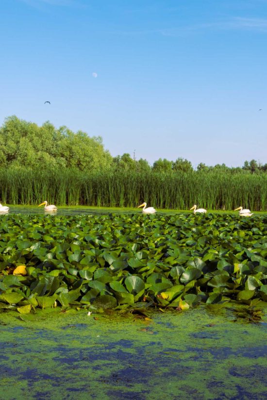 danube delta excursions danube delta