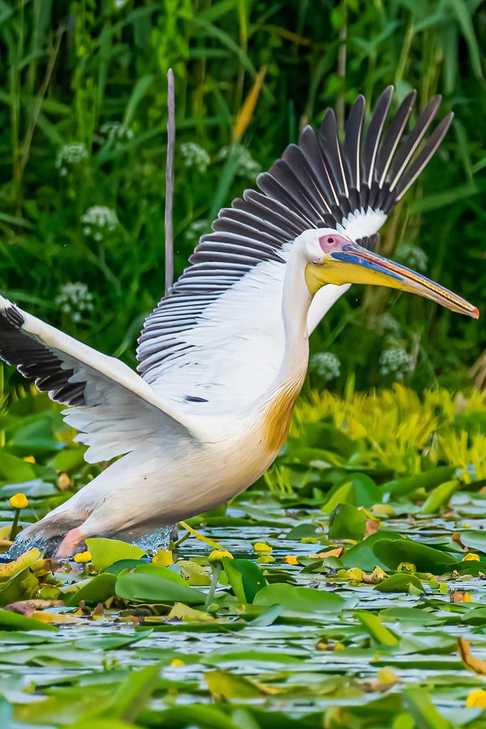 pelican din delta Dunării