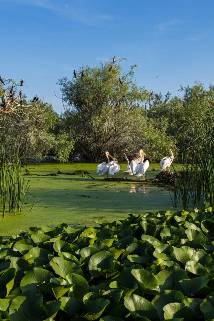 danube delta wildlife