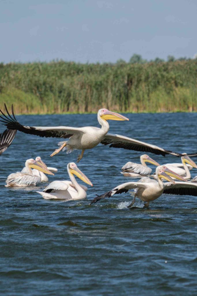 estuary sfantu gheorghe black sea