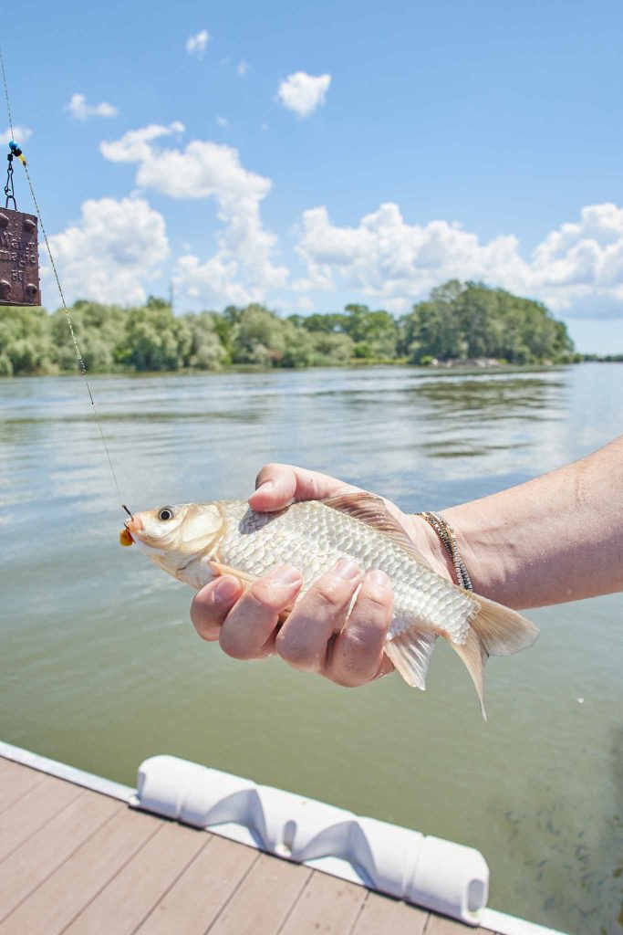 fish danube delta