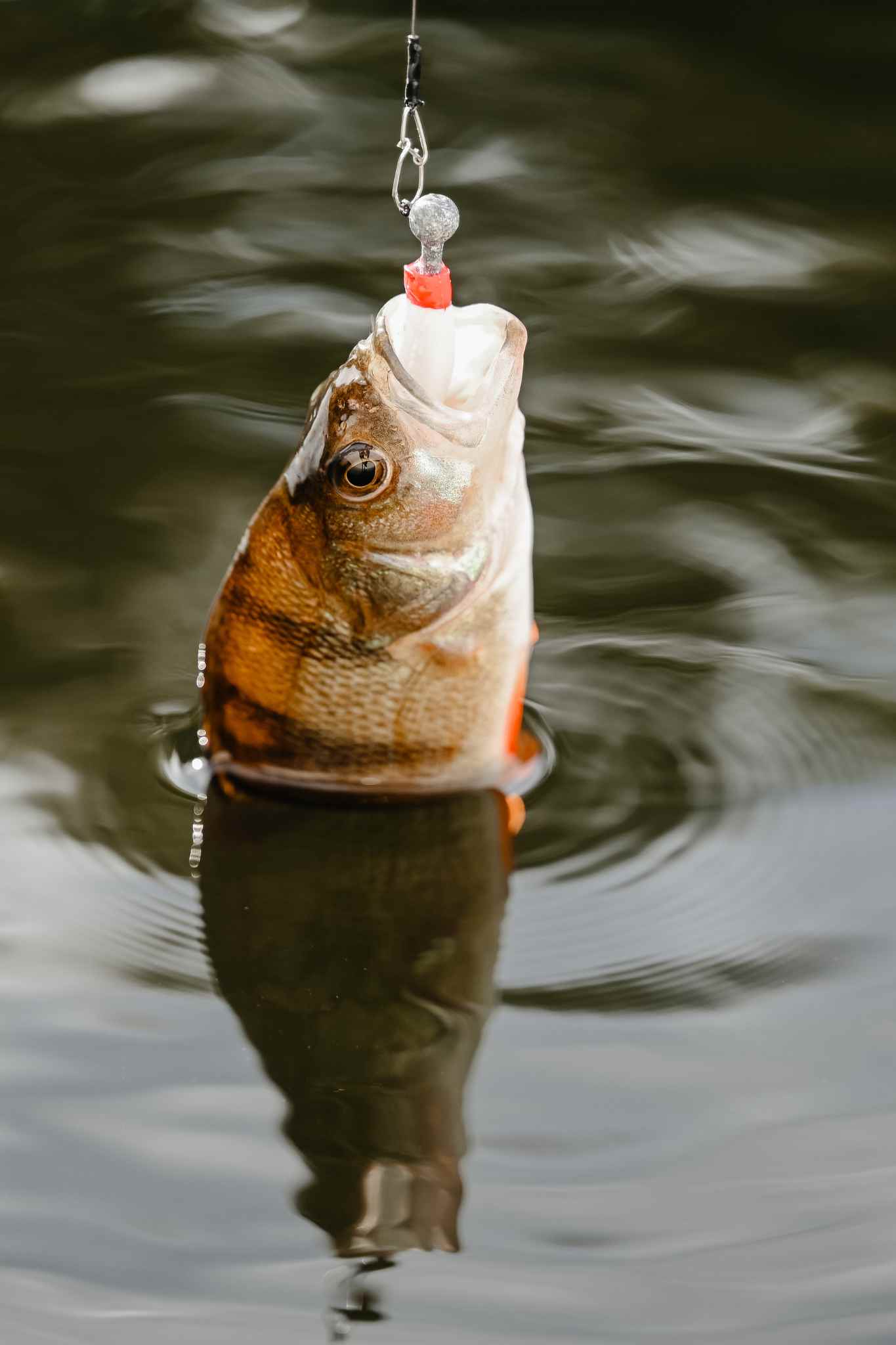 fish type danube delta