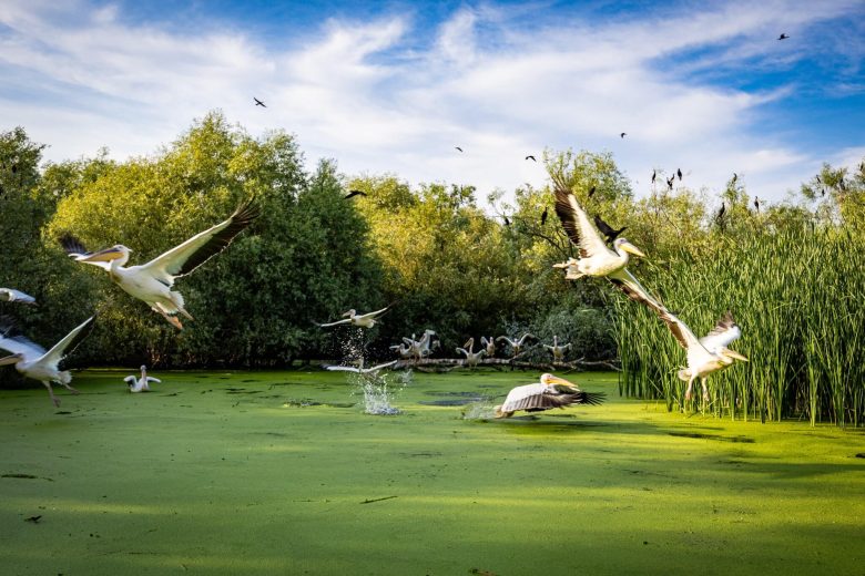 imagini delta Dunării