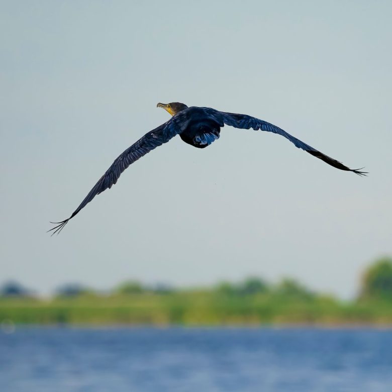 k island birds island