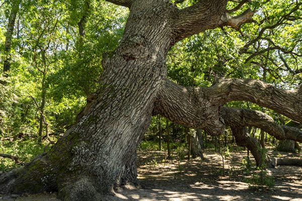 knelt oak caraorman forest