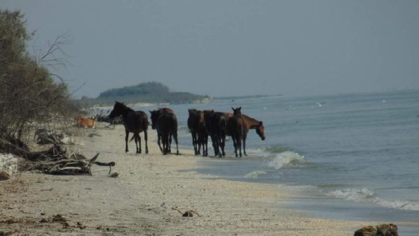 perisor danube delta plaja