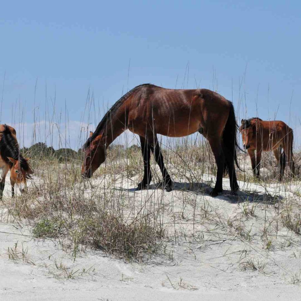 protected perisor beach