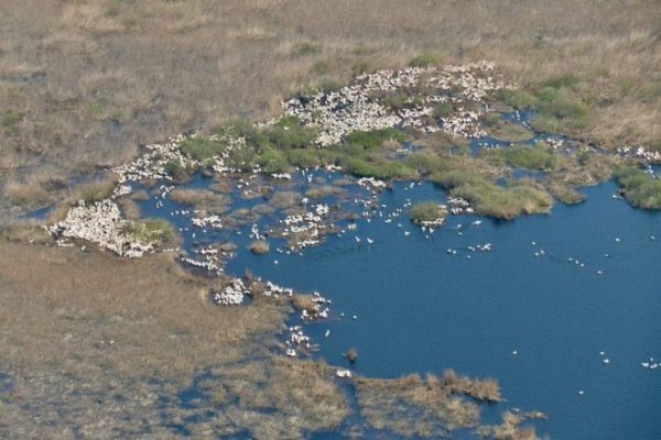 sacalin zatoane reserve danube delta