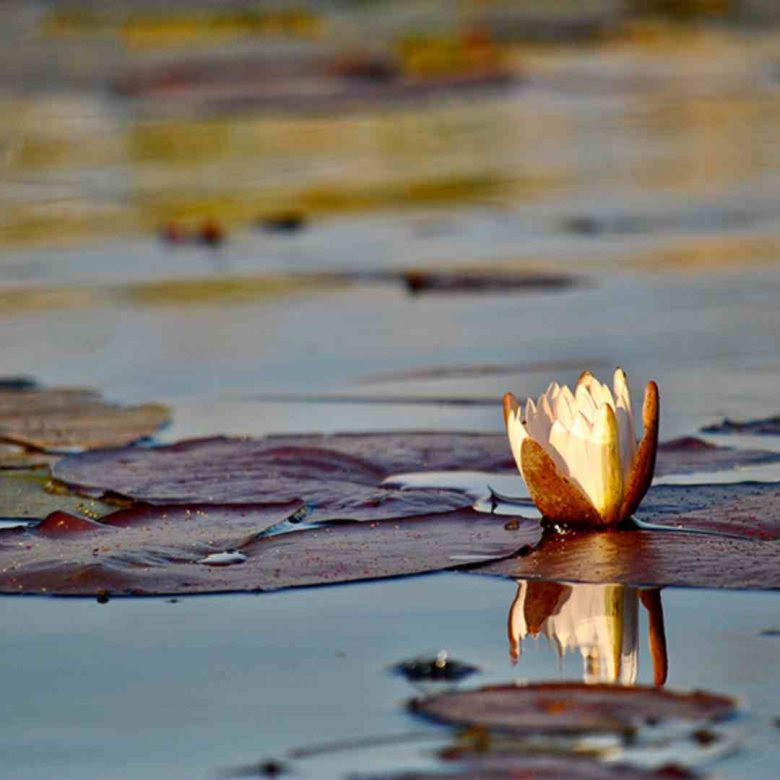 sfantu gheorghe waterlily