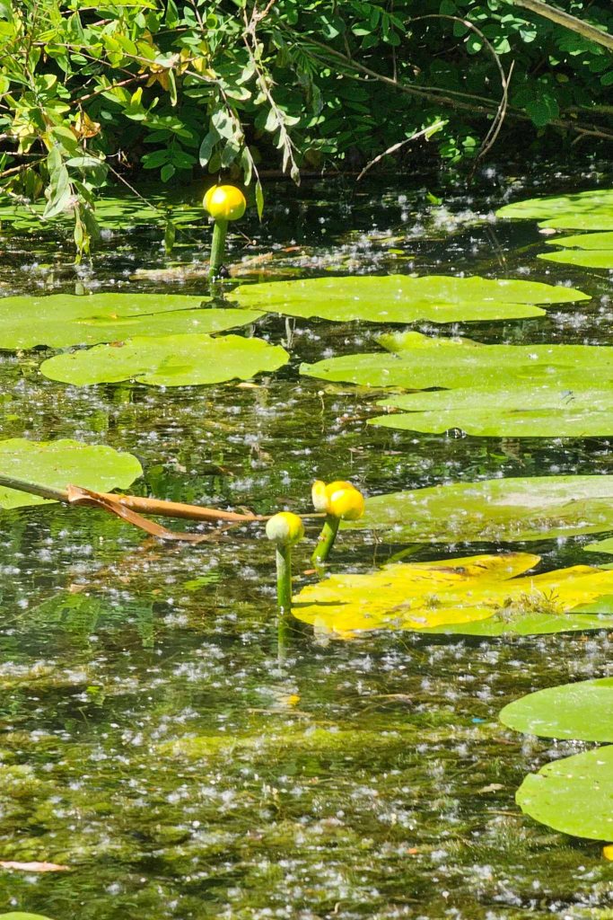 summer season danube delta