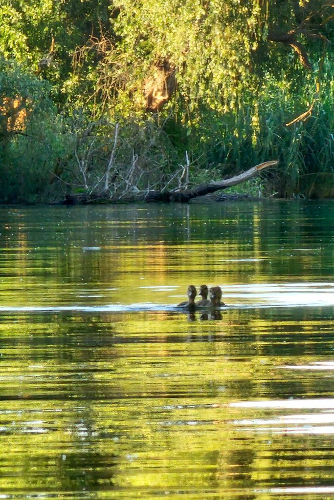 summer vibes danube delta