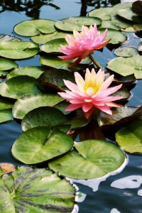 water lily danube delta