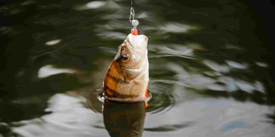 what kind fish find danube delta