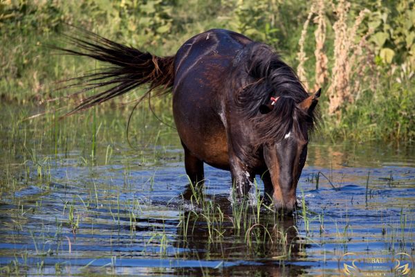 wild horse danube delta