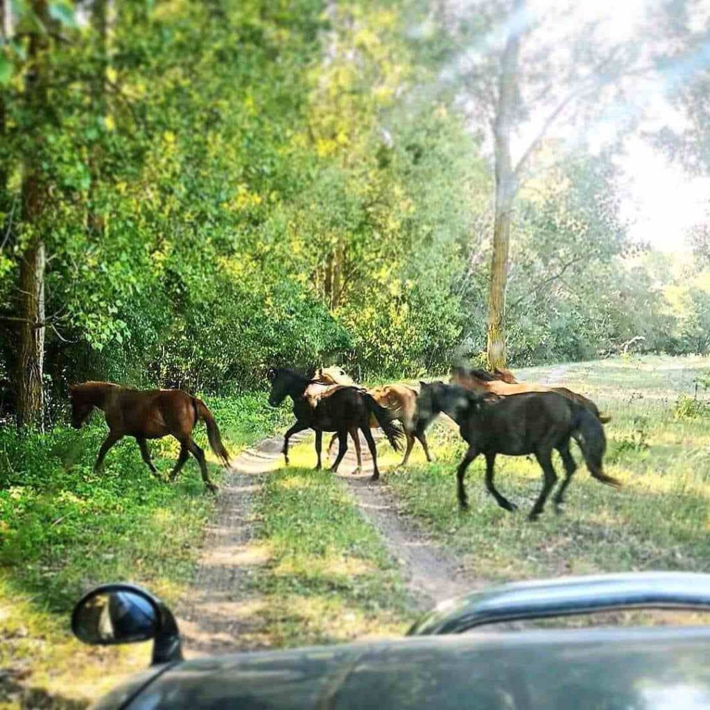 wild horses caraorman forest danube delta