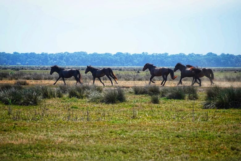 wild horses letea forest danube delta romania