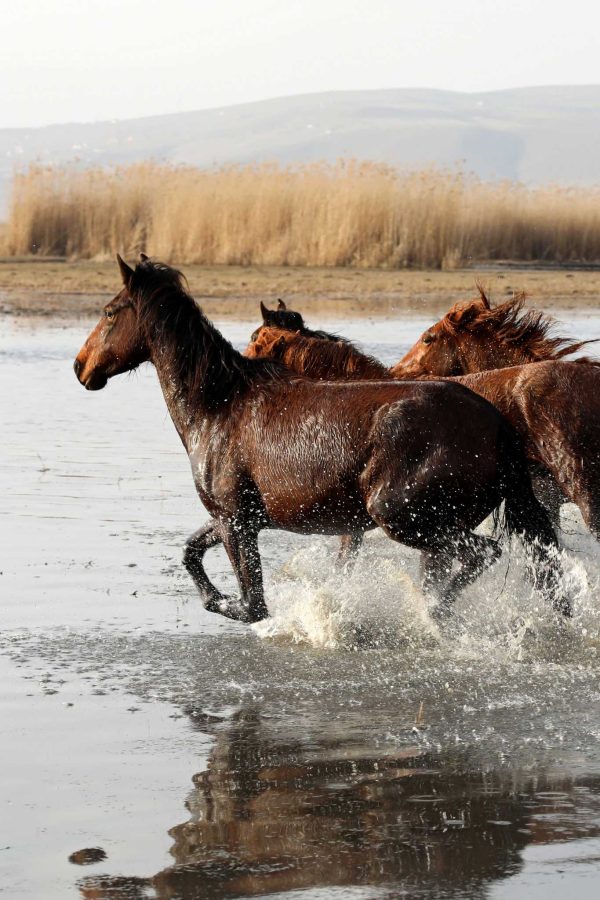 wild horses letea forest lebada resort