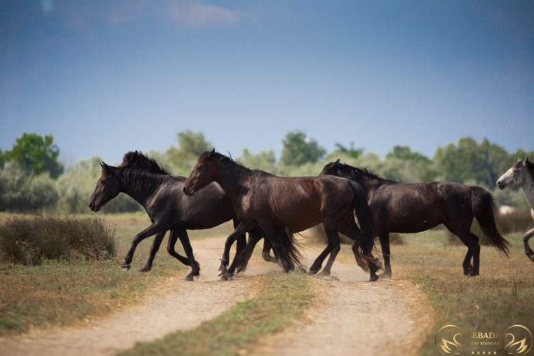 wild horses romania lebadaresort