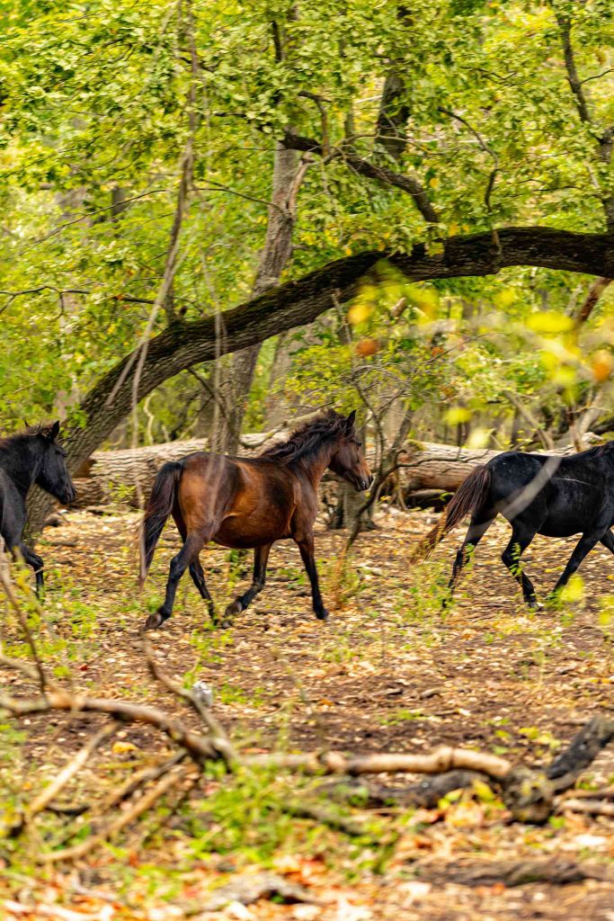 wild horses spotted letea forest