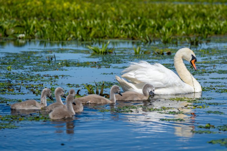 How much does a vacation in the Danube Delta cost you?