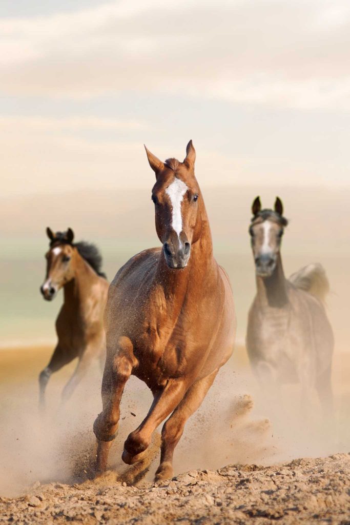 wild horses of Letea Forest