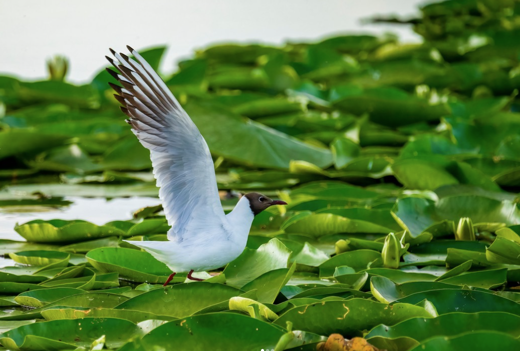 Danube Delta