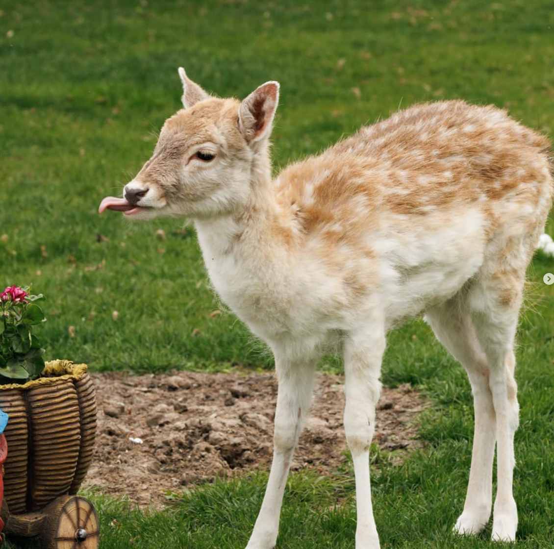 Roe Deer