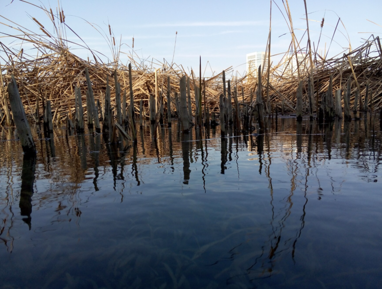 Crestele din Delta Dunării