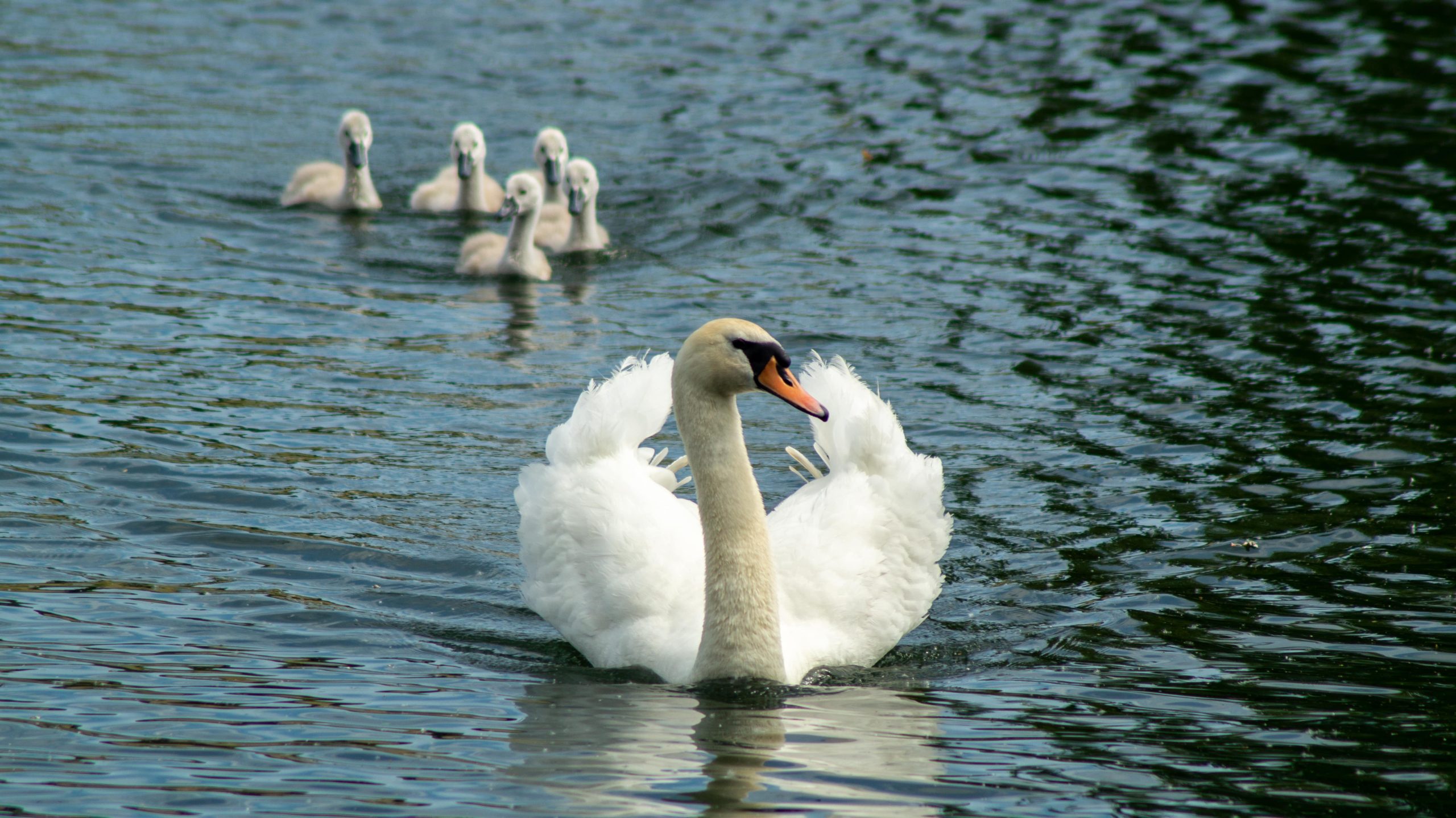 Why Is It Important to Know the Danube’s Depth?