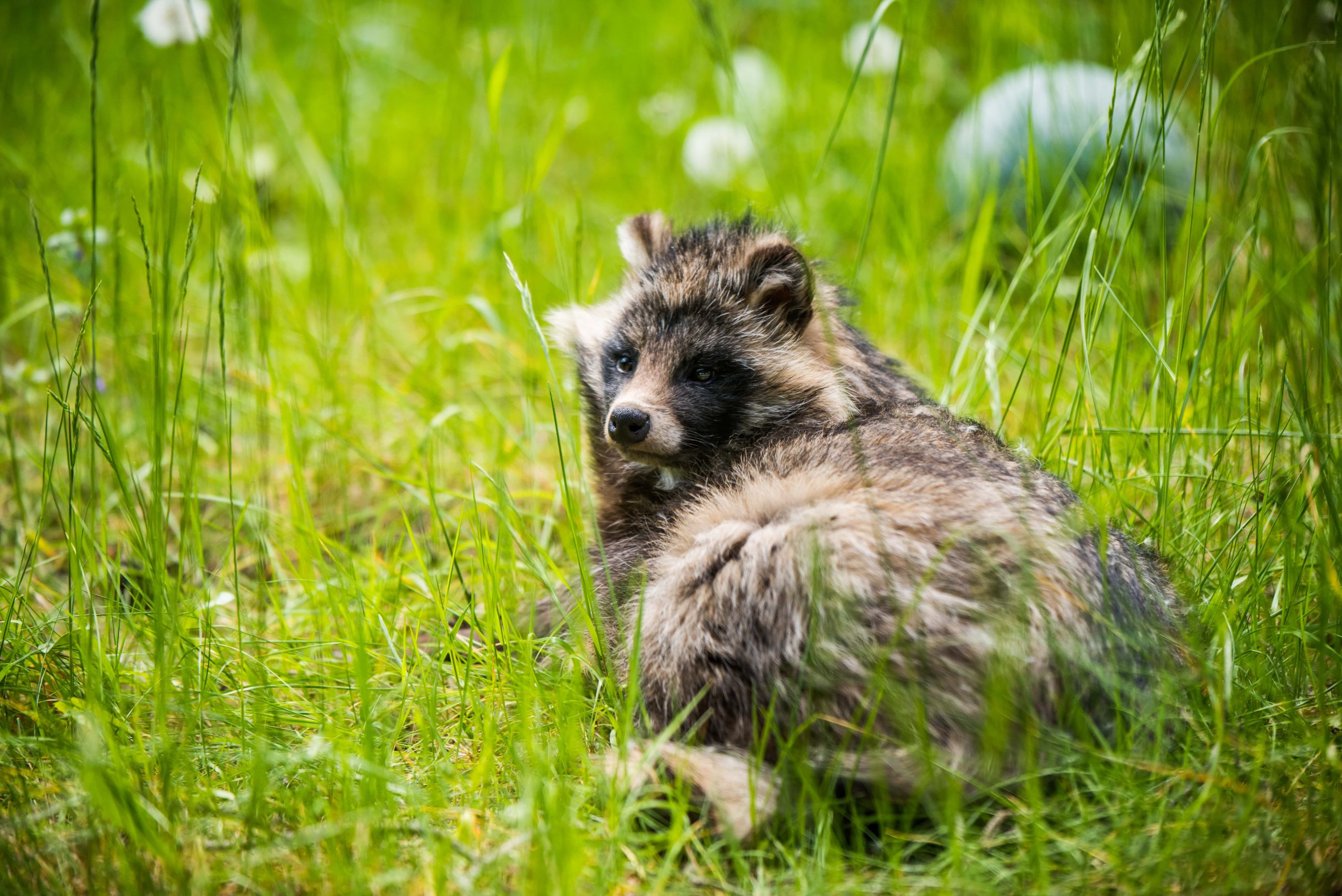 specii de animale Delta Dunării