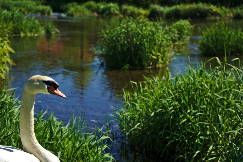 Summer in the Danube Delta – Discover the magic of an unforgettable vacation