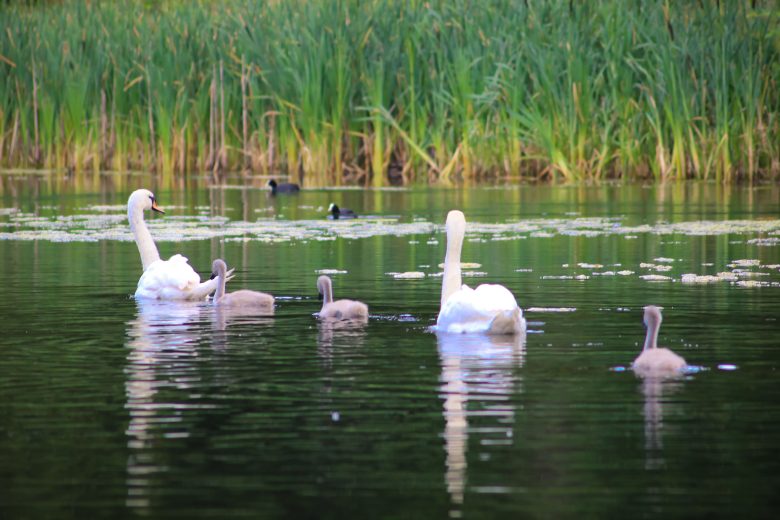 danube delta