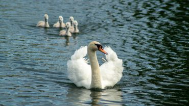Mute Swan in the Danube Delta – Beauty and Grace in Nature