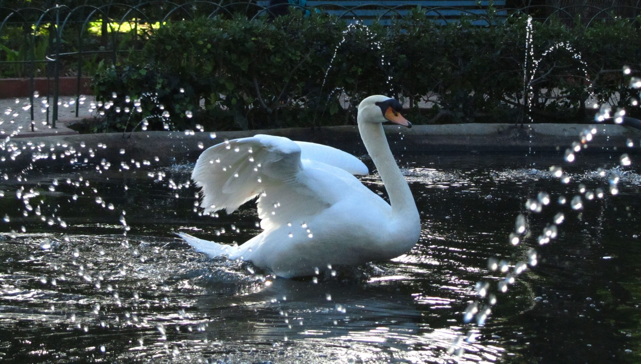 Lebăda de vară (Cygnus olor) în Delta Dunării pe apă liniștită