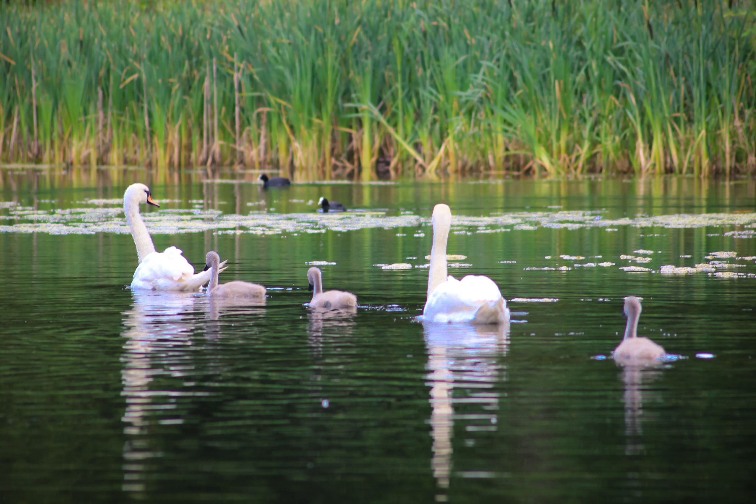 Lebăda de vară fotografiată în habitat natural în Delta Dunării